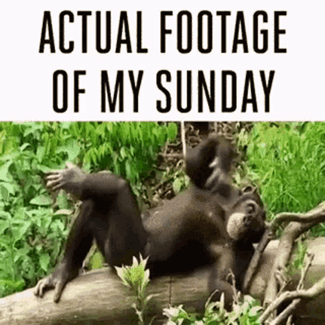 Chimpanzee's Relaxing Sunday Footage