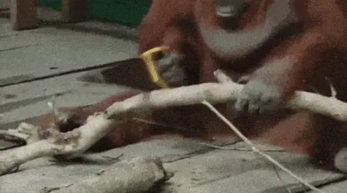 Pulve Tischler Orangutan Saws Wood to Level 99