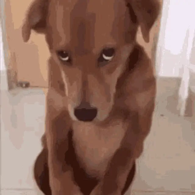 Shy Dog Stan Twitter: Funny Reaction Dog – dog memes meme GIF free download no watermark 2026