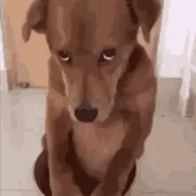 Shy Dog Stan Twitter: Funny Reaction Dog