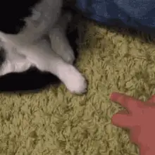 I Love You Cats