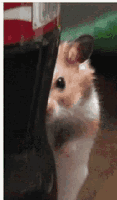 Hamster Ayasan Peeking Behind Coke Bottle