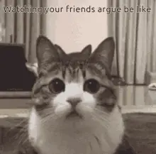 Cats Watching Argument