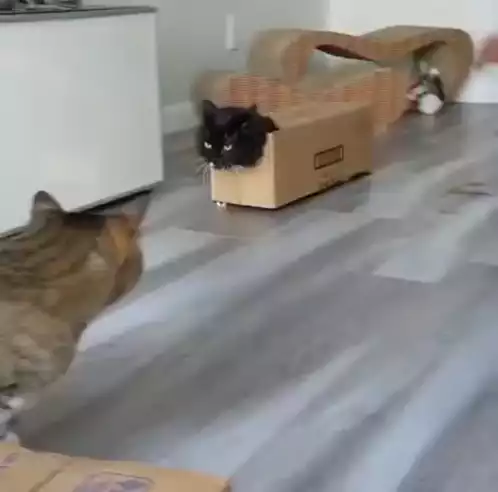 Cat in a Box and Curious Friend