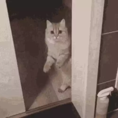 Cat Closes Door