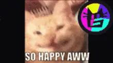 Cute Cat Glumbo
