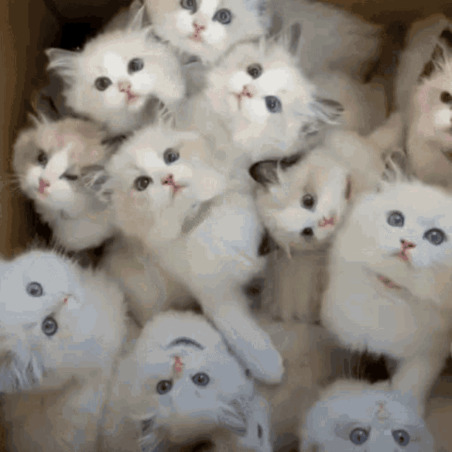 Adorable Fluffy Kittens in a Box