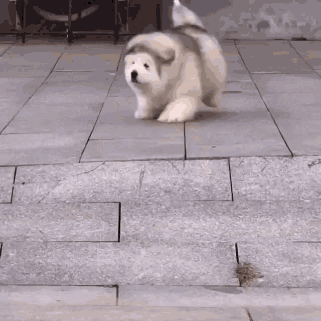 Cute Puppy Slides Down Steps