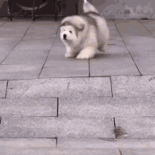 Cute Puppy Slides Down Steps