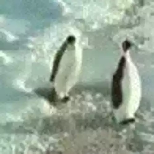 Penguins Bonking on Ice