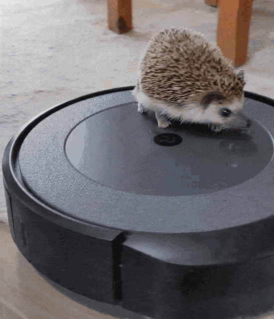 Hedgehog on Robot Vacuum Cleaner