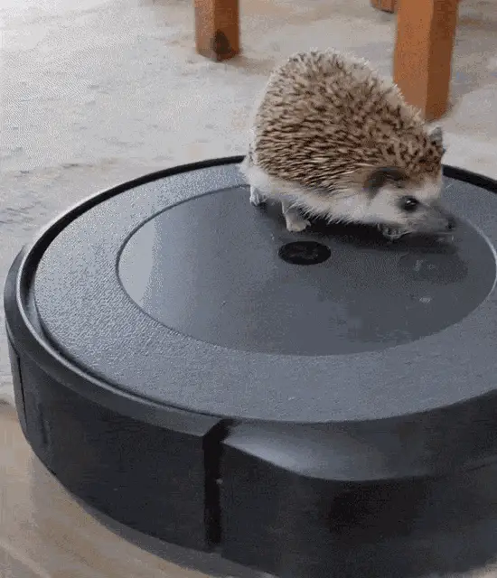 Hedgehog on Robot Vacuum Cleaner – free GIF download
