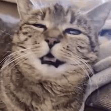 GIF gi-upload ni Phoebe