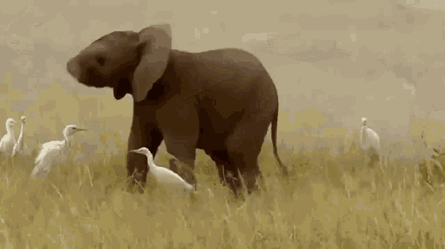 Playful Baby Elephant Trunk