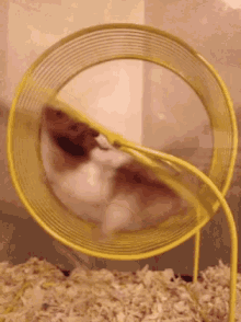 GIF