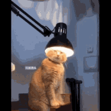 GIF uploaded by Rylez