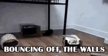 Cat Bouncing Off Walls