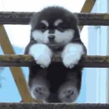 Cute Fluffy Puppy on Railing - Fatdog Funnydog