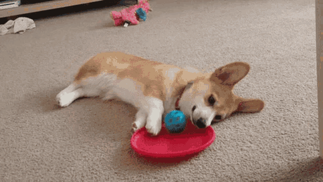 Lazy Corgi Plays with Ball and Plate