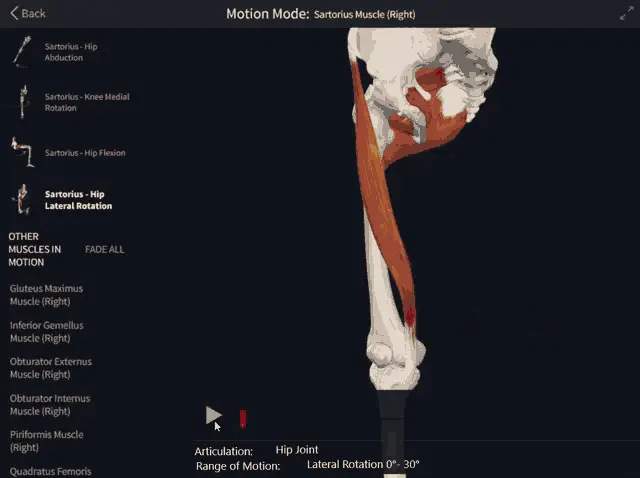 Sartorius Muscle: Hip Lateral Rotation Anatomy