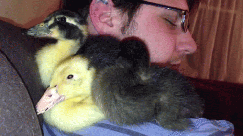 Man with Ducklings on Shoulder: Can You Not?
