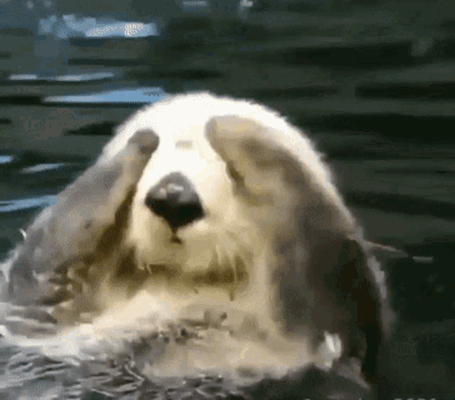 Otter Wotter Hides Face