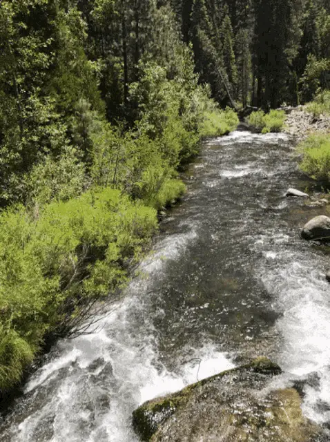 Scenic River Flowing Through Forest