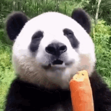 Cute Panda Eating a Carrot