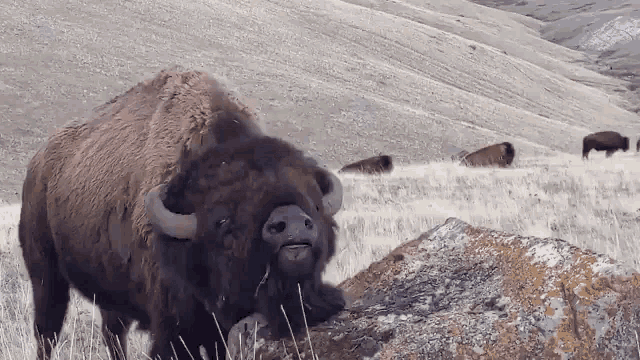 Bison Rubbing Head on Rock