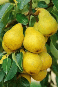 Assortment of Fruits and Vegetables