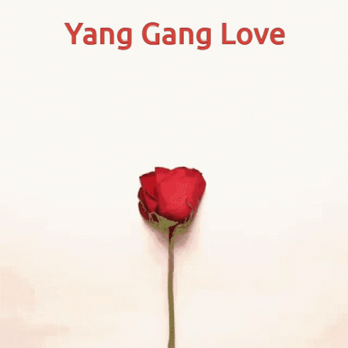 Yang Gang Love: Rose Petal Heart