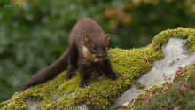 Stoat and Pine Marten Eating