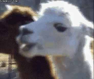 Llama What