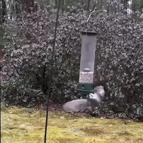 Squirrel Spins Wildly on Bird Feeder