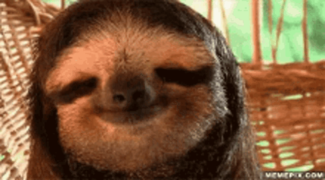 Smiling Sloth's Good Morning Greeting