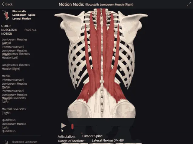 Iliocostalis Lumborum Spine Lateral Flexion Anatomy