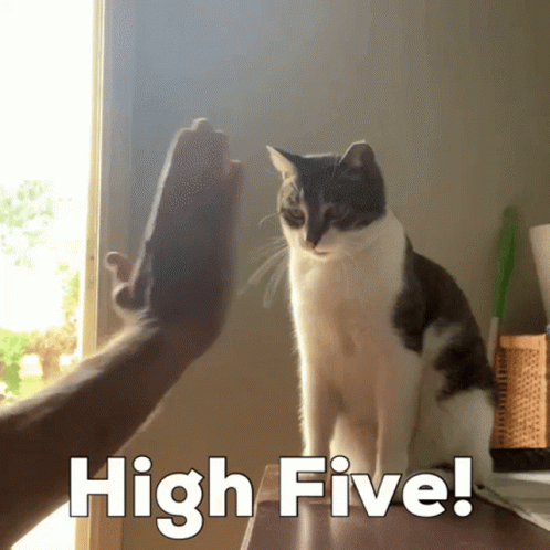 Happysunnylight & Excusemeety: Cat High Five!