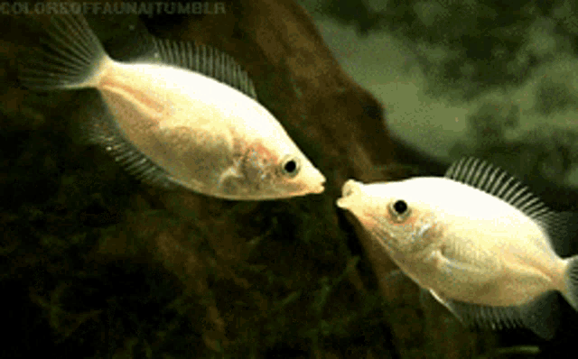 Guang And Alper Fish Kissing