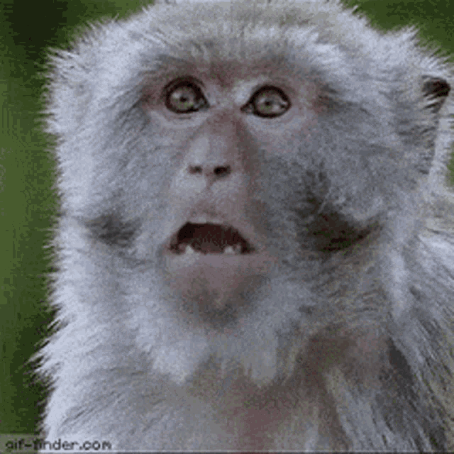 Shocked Monkey Jaw Drop