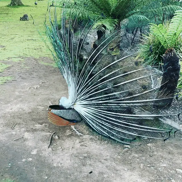 Peacock Spreading Its Beautiful Feathers