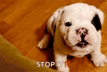 Oh Stop It Pug