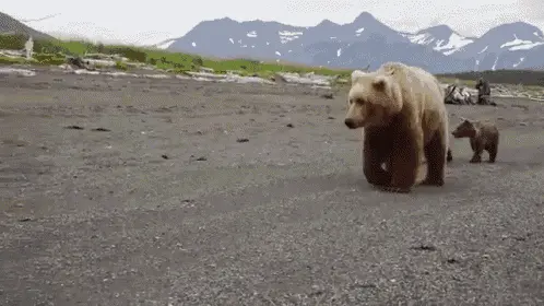 Mother Bear and Two Cubs Stroll
