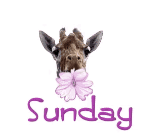 Sunday Giraffe with Flower