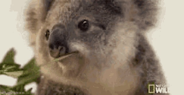 Koala Mangia Foglie Verdi