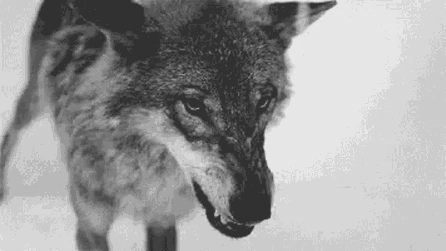 Wolf: My Reaction To That Information