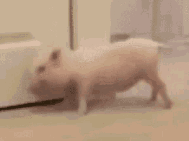 Pig Twerk