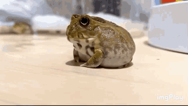 Cute Frog Reacts to a Gentle Poke