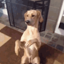 Funny Dog at Fireplace