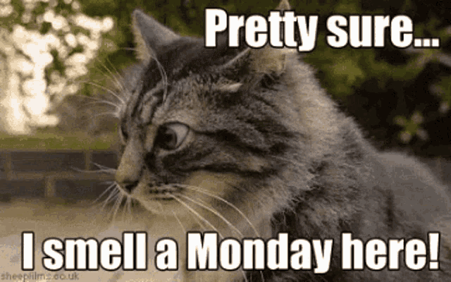 Monday Cat Meme: I Smell a Monday