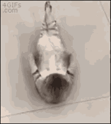 GIF uploaded by Kimmy